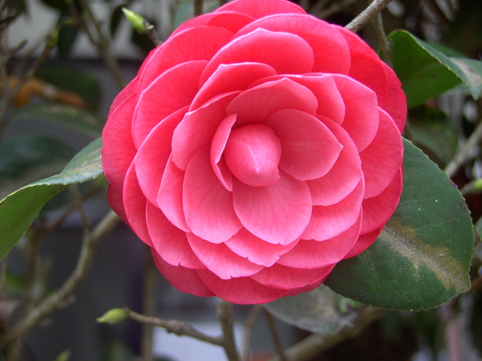 紅色山茶花圖片