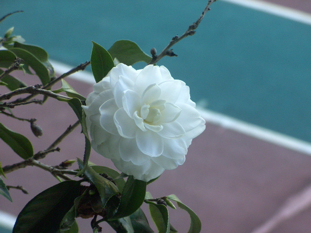 白色山茶花圖片